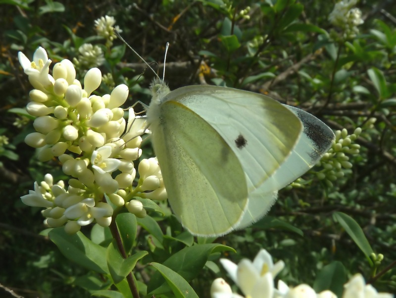 da id: Pieris mannii????